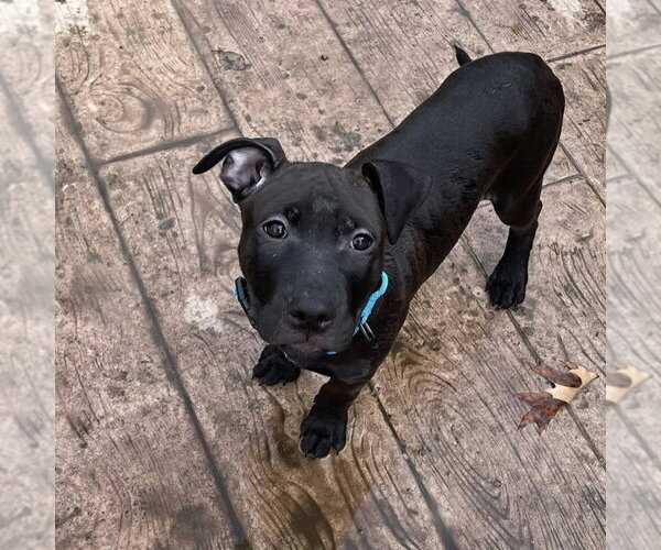 Medium Photo #1 Mutt Puppy For Sale in Rochester, NY, USA