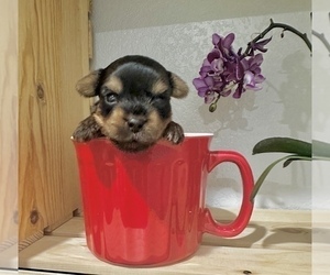 Yorkshire Terrier Puppy for sale in CASSVILLE, MO, USA