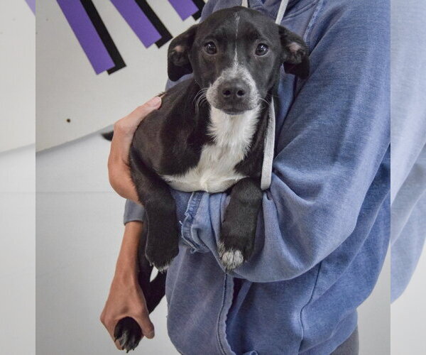 Medium Photo #2 Border Collie-Unknown Mix Puppy For Sale in Huntley, IL, USA