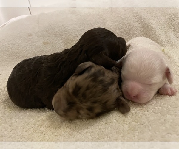 Medium Photo #53 Poodle (Toy) Puppy For Sale in MURRIETA, CA, USA