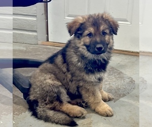 German Shepherd Dog Puppy for sale in BRIGHTON, CO, USA