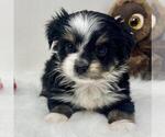 Small #2 Yorkshire Terrier