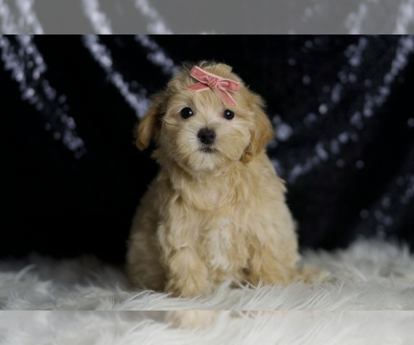 Medium Photo #6 Maltipoo Puppy For Sale in WARSAW, IN, USA