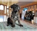 Small Photo #8 Cane Corso Puppy For Sale in COLORADO SPRINGS, CO, USA