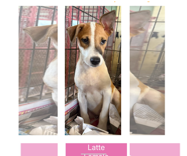 Medium Photo #3 Labrador Retriever-Unknown Mix Puppy For Sale in Virginia Beach, VA, USA