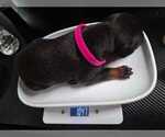 Puppy Midnight Doberman Pinscher
