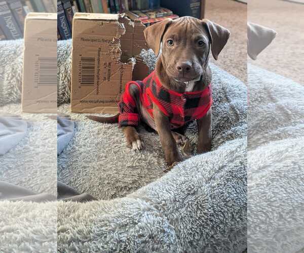 Medium Photo #5 American Staffordshire Terrier-Unknown Mix Puppy For Sale in Duluth, MN, USA