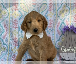 Goldendoodle Puppy for sale in LANCASTER, PA, USA