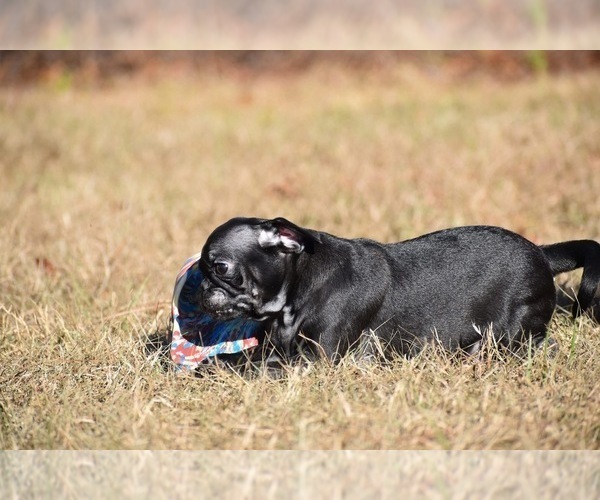 Medium Photo #3 Pug Puppy For Sale in PALM COAST, FL, USA