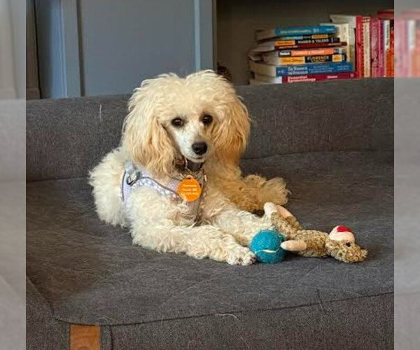 Medium Photo #4 Poodle (Toy) Puppy For Sale in St. Louis Park, MN, USA
