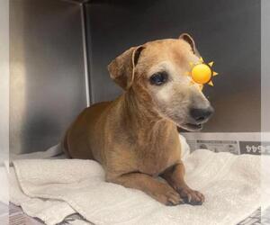 Dachshund-Unknown Mix Dogs for adoption in San Antonio, TX, USA