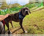 Small Photo #15 Mountain Cur-Plott Hound Mix Puppy For Sale in Rockaway, NJ, USA