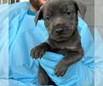 Small American Staffordshire Terrier Mix