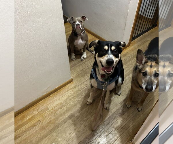 Medium Photo #5 Mutt Puppy For Sale in Fargo, ND, USA