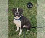 Small #1 American Bulldog Mix
