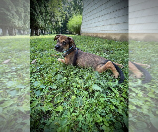 Medium Photo #1 Labbe Puppy For Sale in Brewster, NY, USA