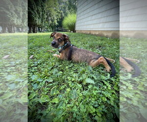 Labbe Dogs for adoption in Brewster, NY, USA