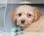 Small Photo #4 Cavapoo Puppy For Sale in MARIETTA, GA, USA