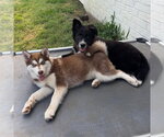 Small #1 Border Collie Mix