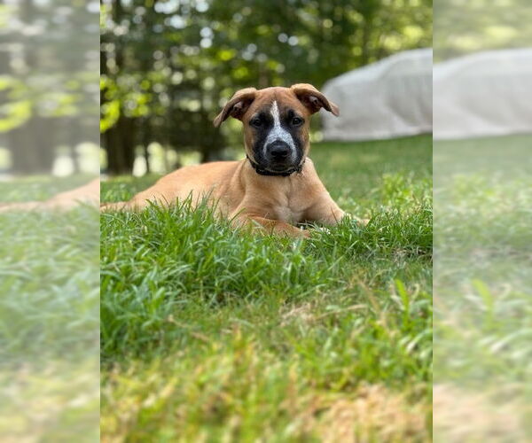 Medium Photo #2 Labrador Retriever-Unknown Mix Puppy For Sale in Brewster, NY, USA