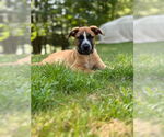 Small #1 Labrador Retriever Mix