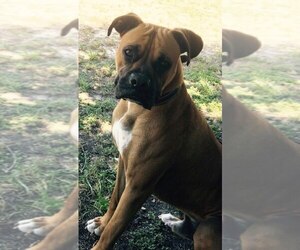 Father of the Boxer puppies born on 02/18/2026