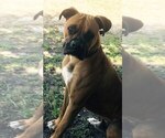 Small Photo #1 Boxer Puppy For Sale in VICTORIA, TX, USA