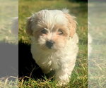Small Havanese