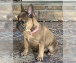 Small Photo #3 French Bulldog Puppy For Sale in BOLIVAR, MO, USA