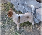Small Photo #38 Australian Cattle Dog Puppy For Sale in SYLMAR, CA, USA