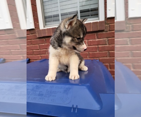 Medium Photo #1 Siberian Husky Puppy For Sale in CROSSVILLE, AL, USA