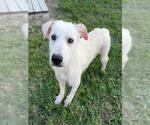 NOLAN - Male Mutt Dog for Adoption - Small photo