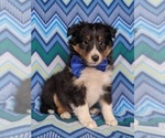 Small Photo #1 Shetland Sheepdog Puppy For Sale in OXFORD, PA, USA
