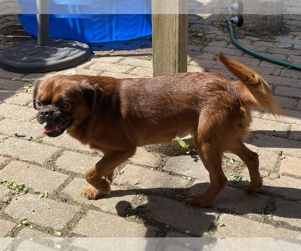 Medium Photo #4 Brussels Griffon Puppy For Sale in CHICAGO, IL, USA