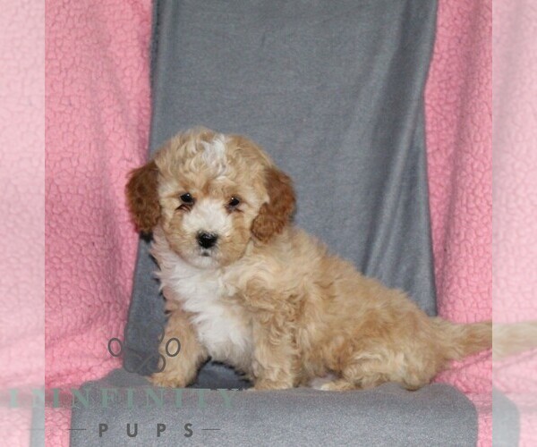 Medium Photo #4 Poodle (Miniature) Puppy For Sale in KIRKWOOD, PA, USA