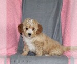 Small #3 Poodle (Miniature)