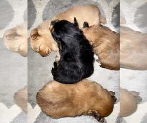Pomeranian Puppy for sale in GLADSTONE, MO, USA