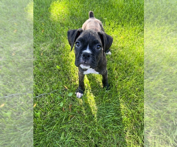 Medium Photo #1 Boxer Puppy For Sale in ROCKFORD, IL, USA