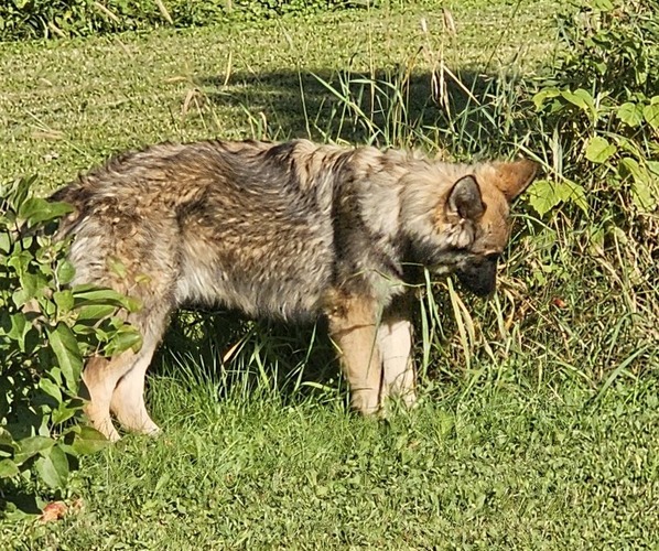 Medium Photo #14 German Shepherd Dog Puppy For Sale in DORCHESTER, WI, USA