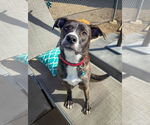 Small #5 American Pit Bull Terrier-Labrador Retriever Mix
