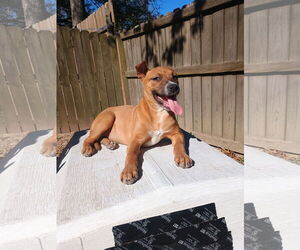 Labrador Retriever-Unknown Mix Dogs for adoption in The Woodlands, TX, USA