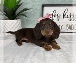 Small #1 Dachshund