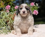 Puppy Liam Miniature Bernedoodle