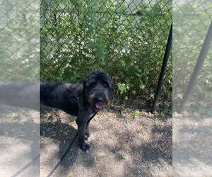 Smokey - Female Labrador Retriever-Unknown Mix Dog for Adoption - Photo #4
