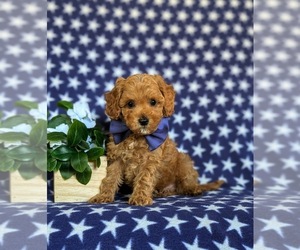 Cavapoo Puppy for sale in NEW PROVIDENCE, PA, USA