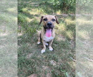 Butterfly - Female American Pit Bull Terrier-Unknown Mix Dog for Adoption - Photo #2
