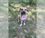 Small #1 American Pit Bull Terrier Mix