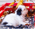 Small Photo #19 Shih Tzu Puppy For Sale in WAKARUSA, IN, USA