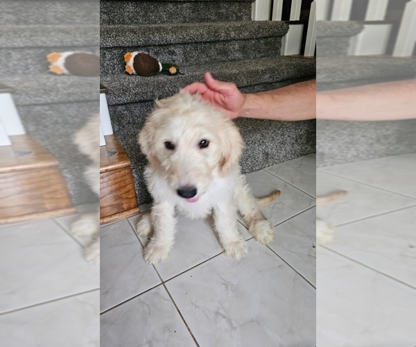 Medium Photo #55 Goldendoodle Puppy For Sale in KATY, TX, USA