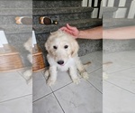 Small #9 Goldendoodle